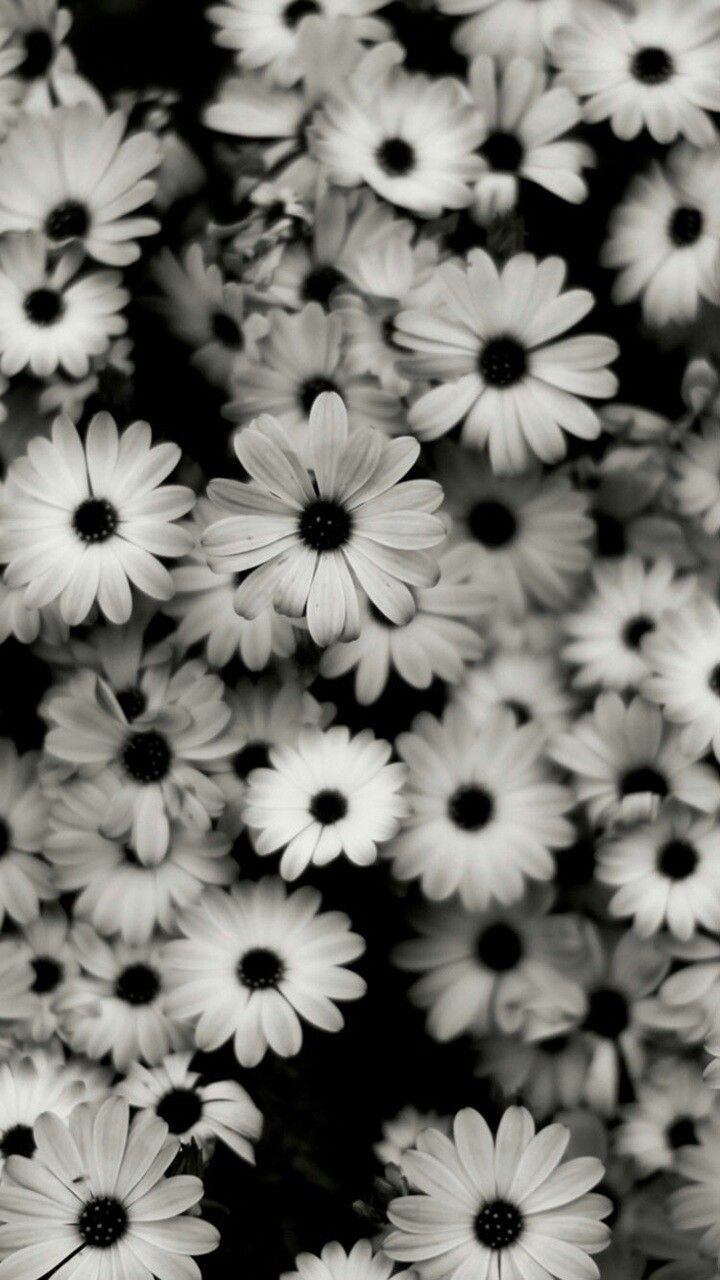 Fiori bianchi bianco e nero, 720x1280 Full HD Verticale, iPhone