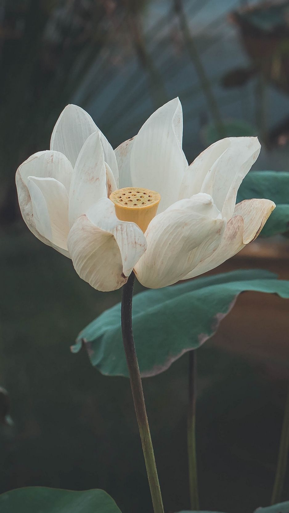 Fiore di loto bianco, 938x1668 Verticale, iPhone Pro Max