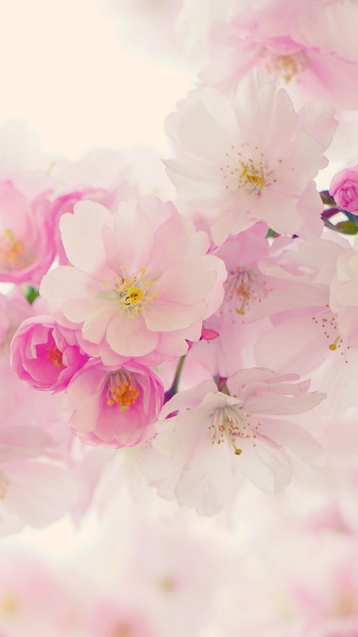 Fiori di ciliegio rosa, 736x1308 Verticale, iPhone Plus