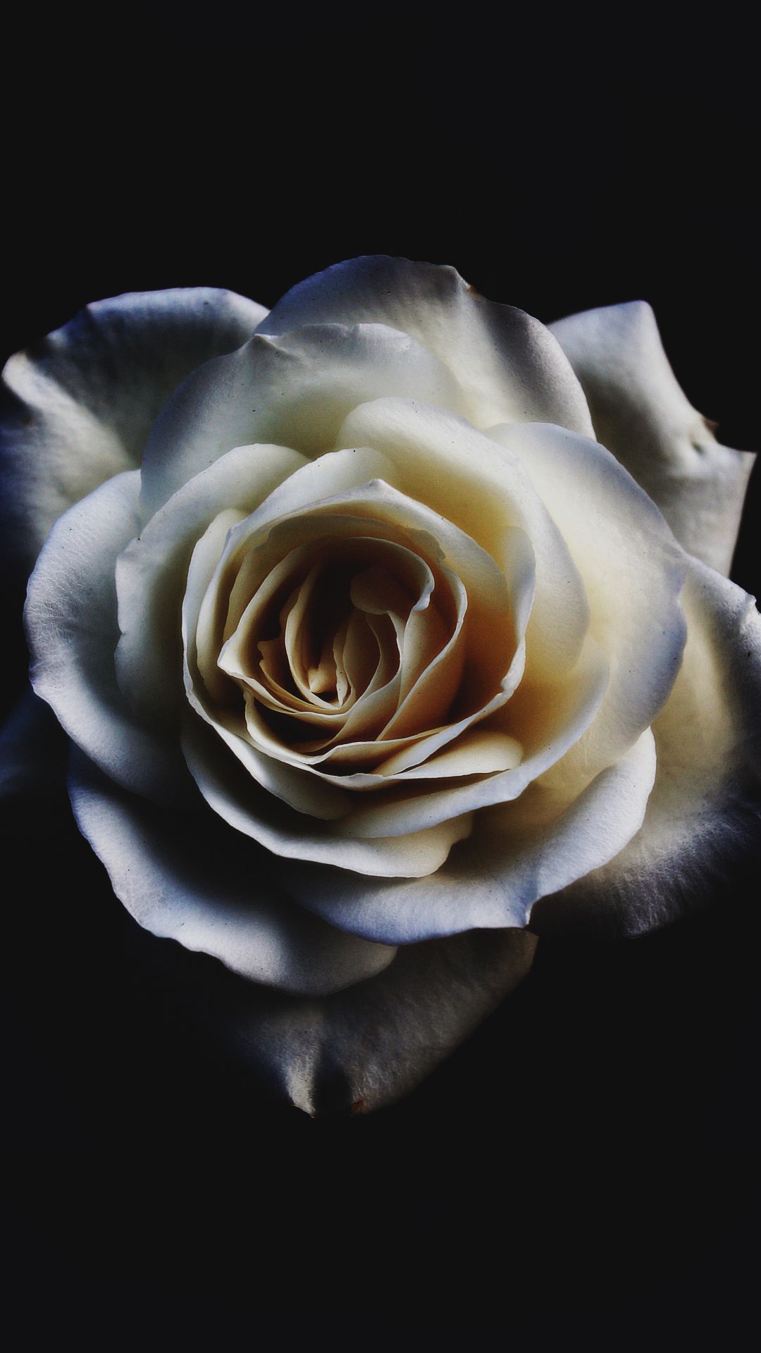 Rosa bianca su sfondo nero, 1080x1920 Verticale, iPhone Pro Max
