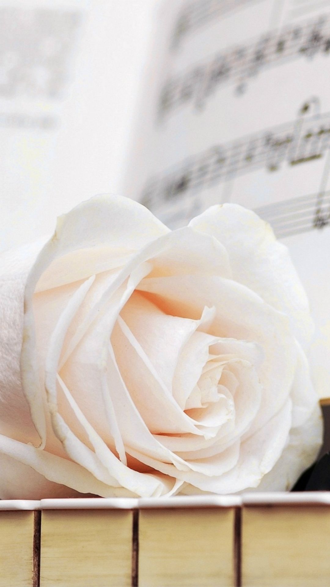 Rosa bianca su spartito, 1080x1920 Full HD Verticale, Smartphone