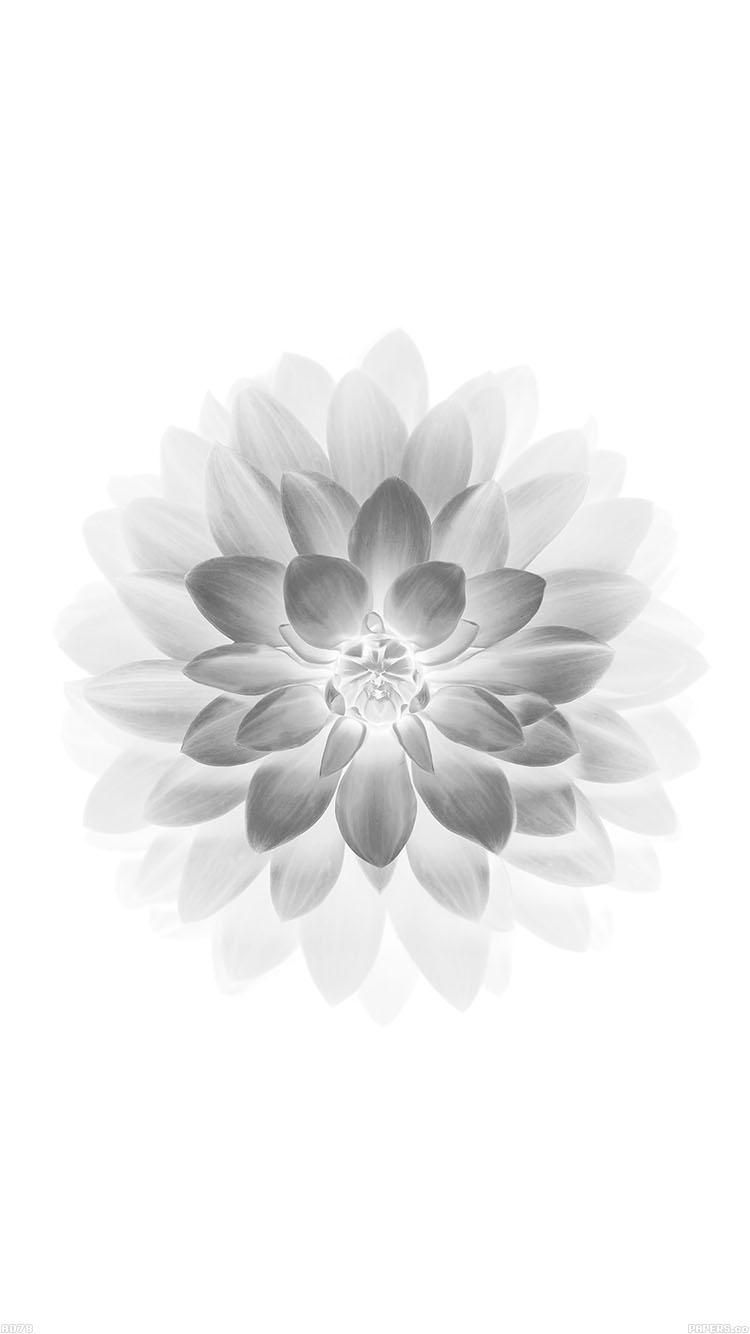 Fiore di loto bianco, 750x1334 Verticale, iPhone Air