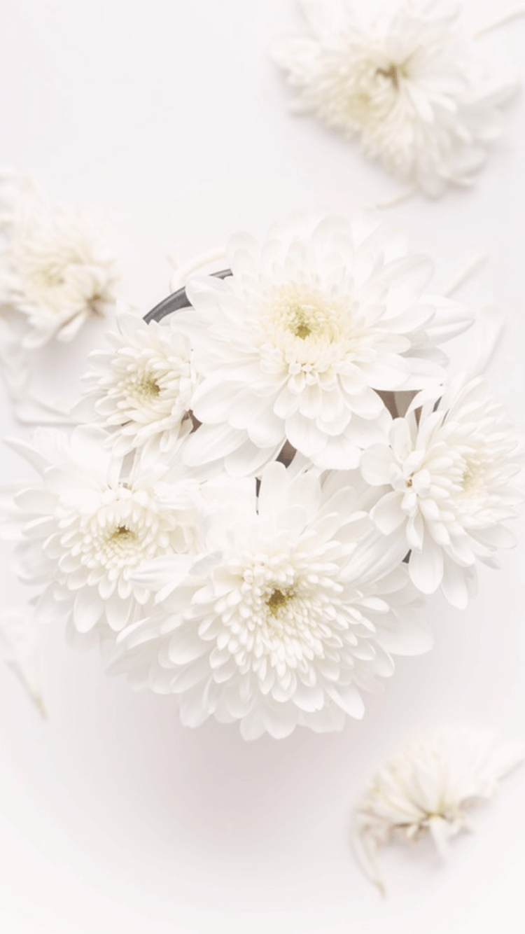 Fiori bianchi crisantemi, 750x1334 Verticale, iPhone