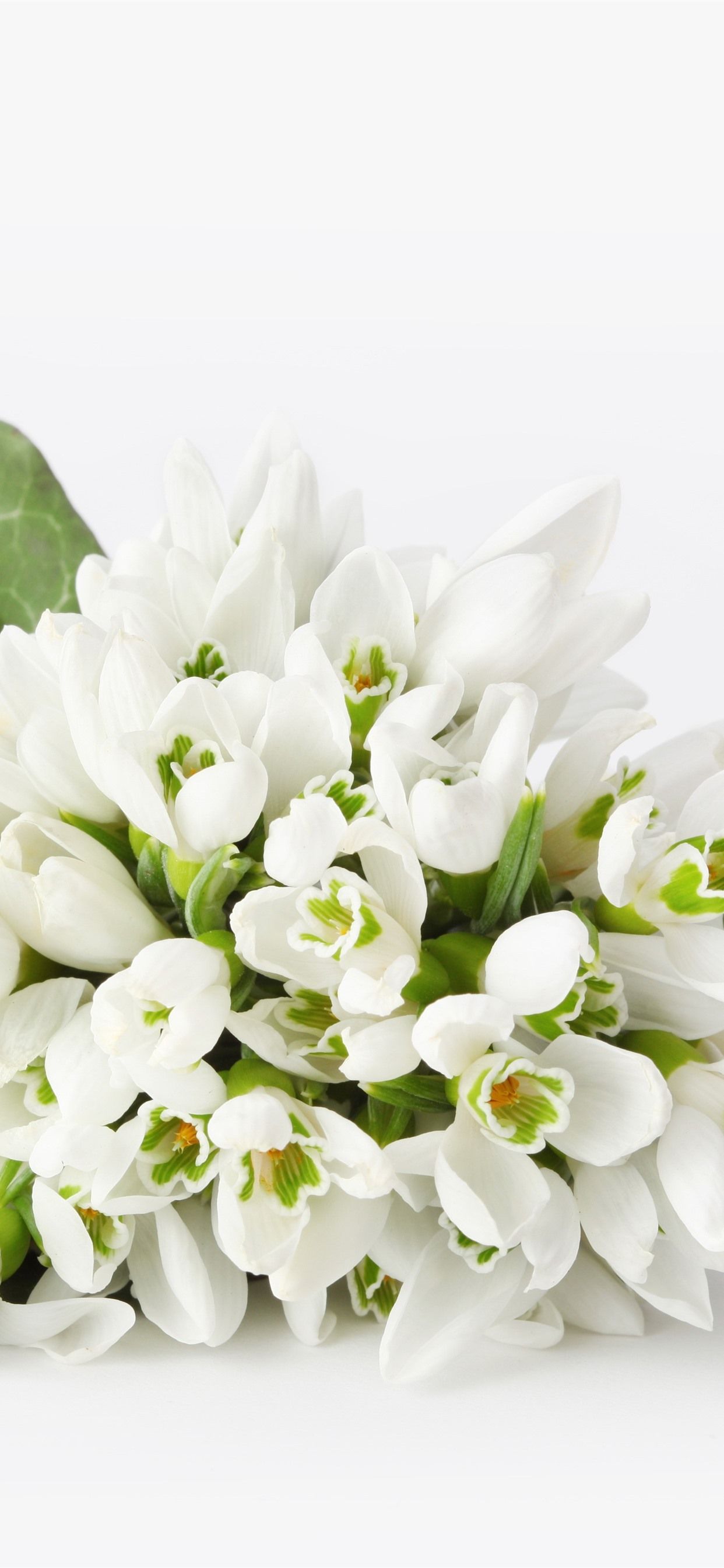 Bucaneve fiori bianchi, 1242x2688 Verticale, iPhone Pro Max