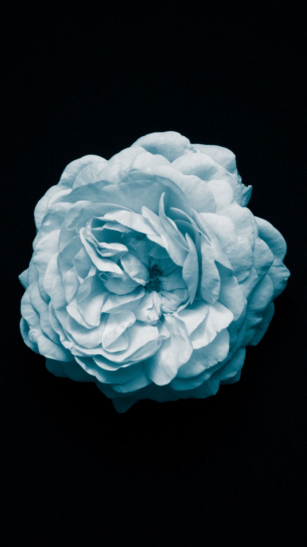 Rosa bianca su nero, 1080x1920 Full HD Verticale, iPhone Pro