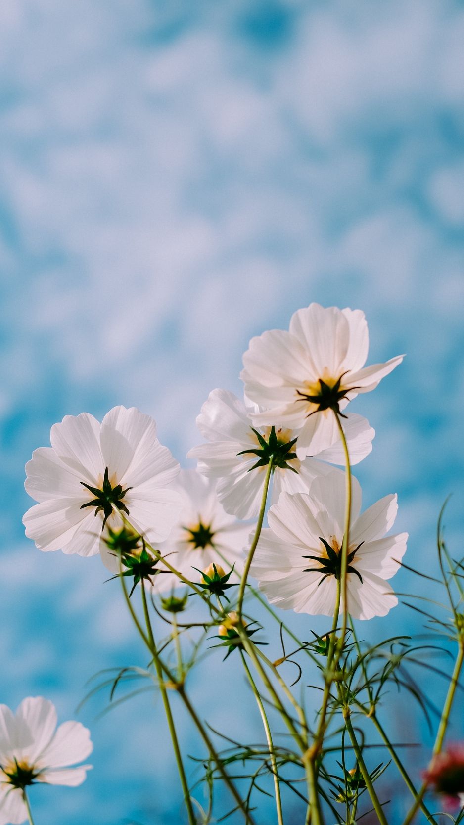 Fiori bianchi cosmos cielo, 938x1668 Full HD Verticale, iPhone Air