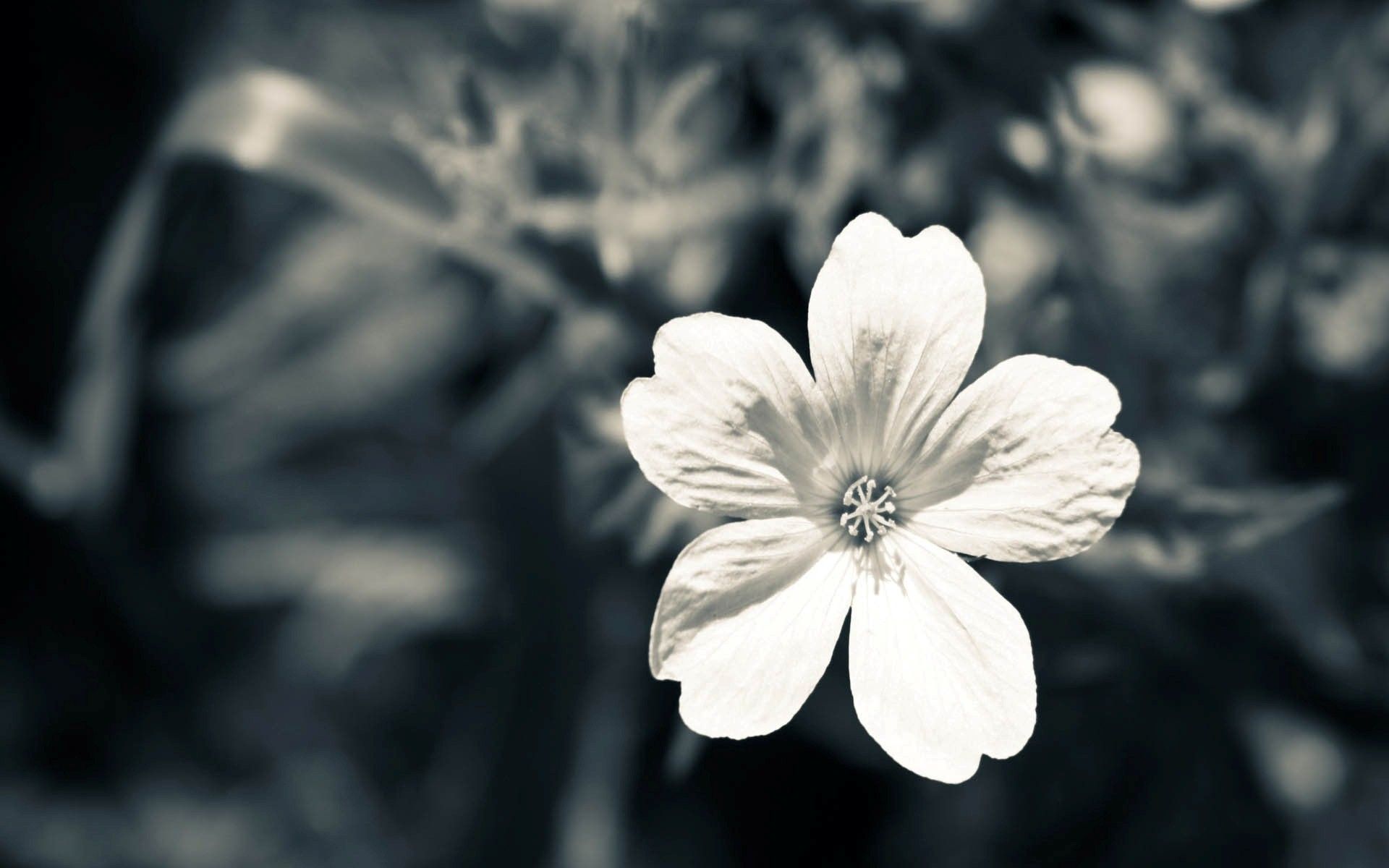 Fiore bianco sfondo scuro, 1920x1200 Full HD+ WUXGA, Desktop