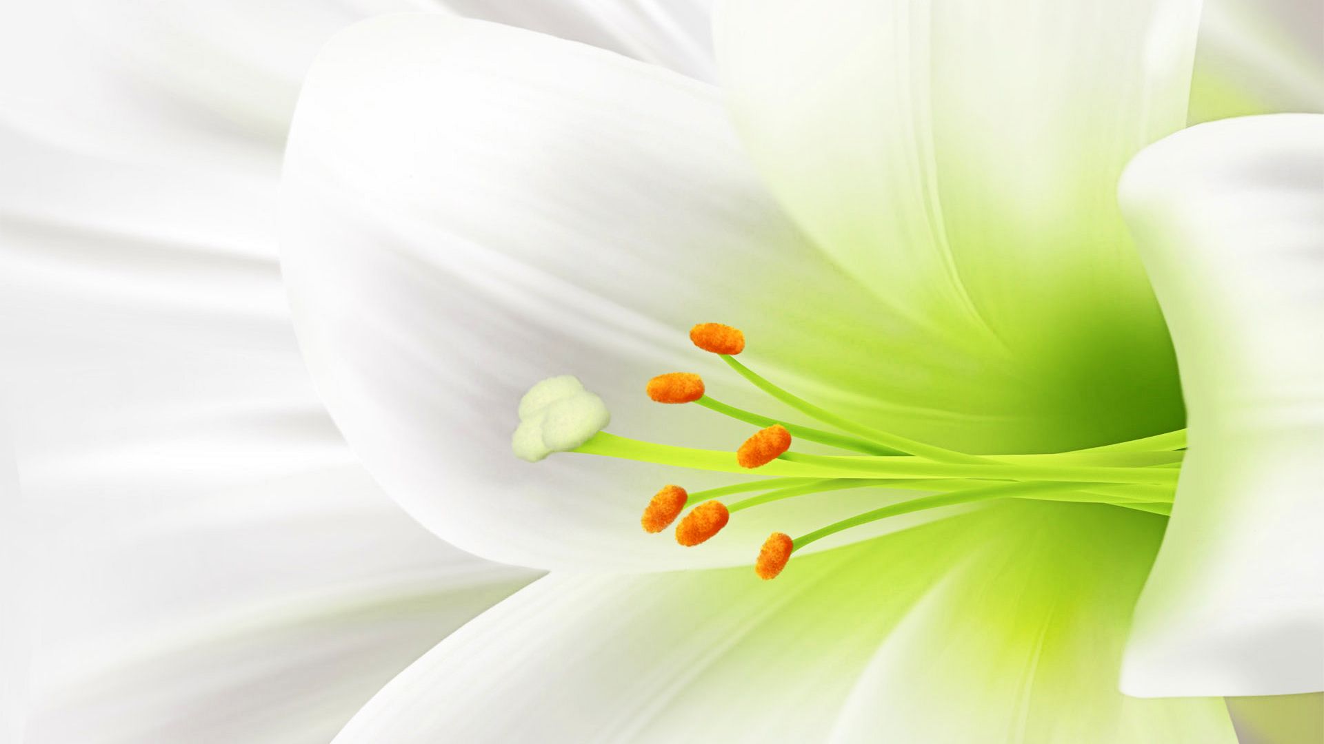 Giglio bianco primo piano, 1920x1080 1080p, PC Desktop