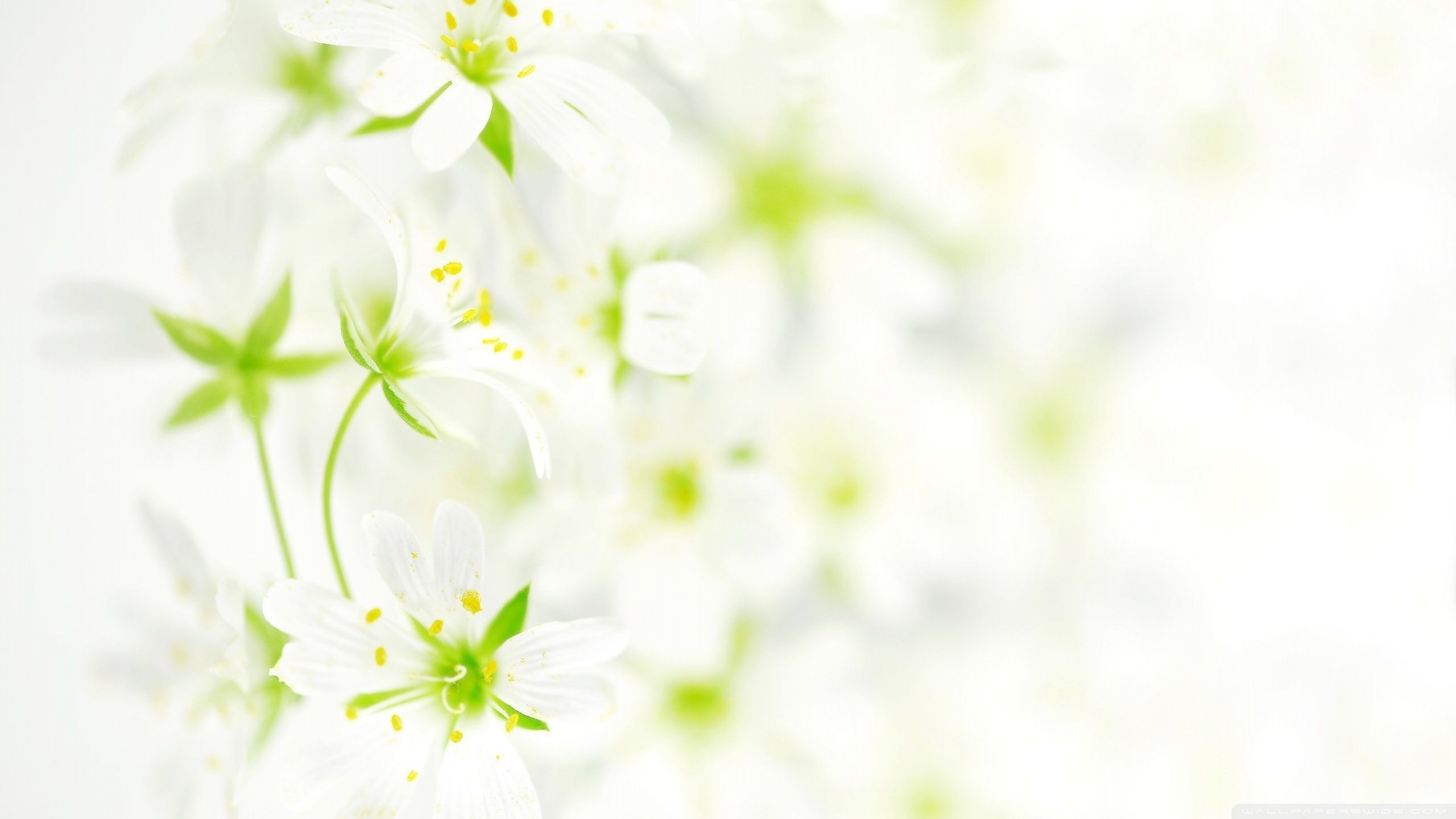 Fiori bianchi sfocati, 2560x1440 QHD, PC
