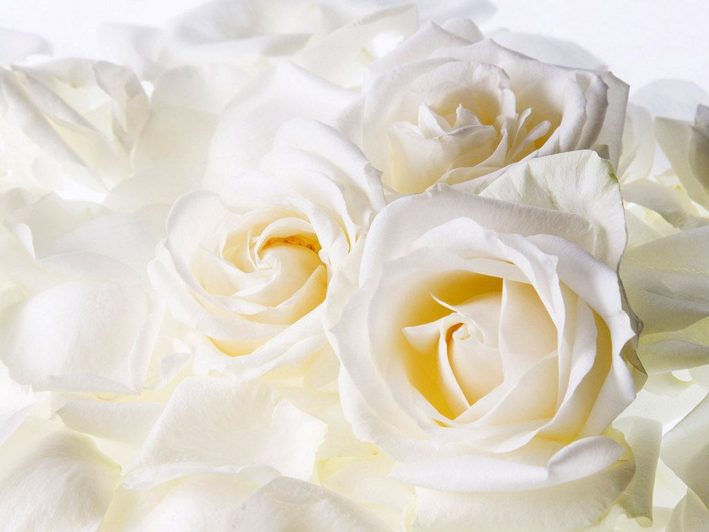 Rose bianche primo piano, 1024x768 HD, Desktop