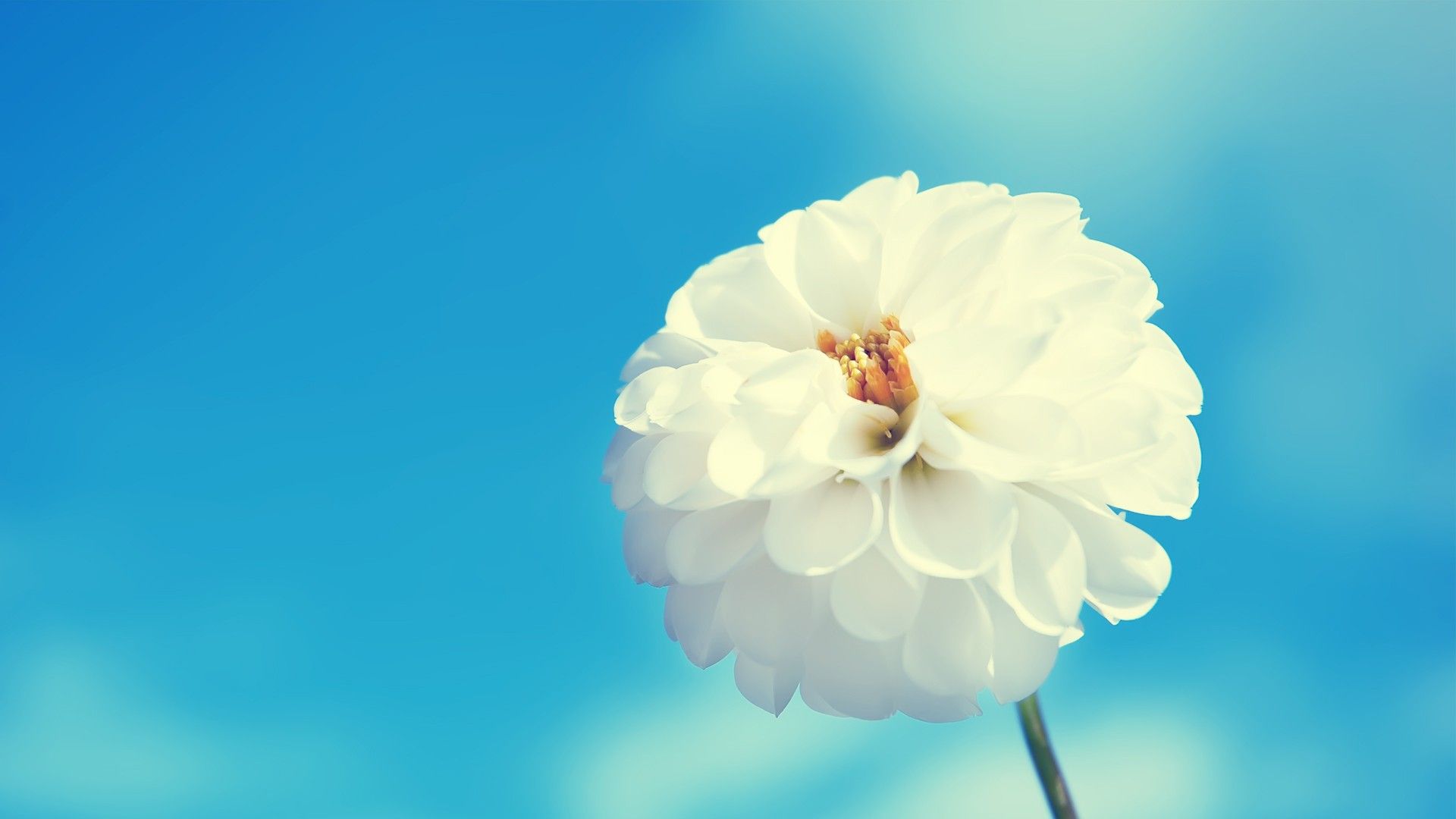 Fiore bianco su sfondo azzurro, 1920x1080 1080p, Monitor Gaming