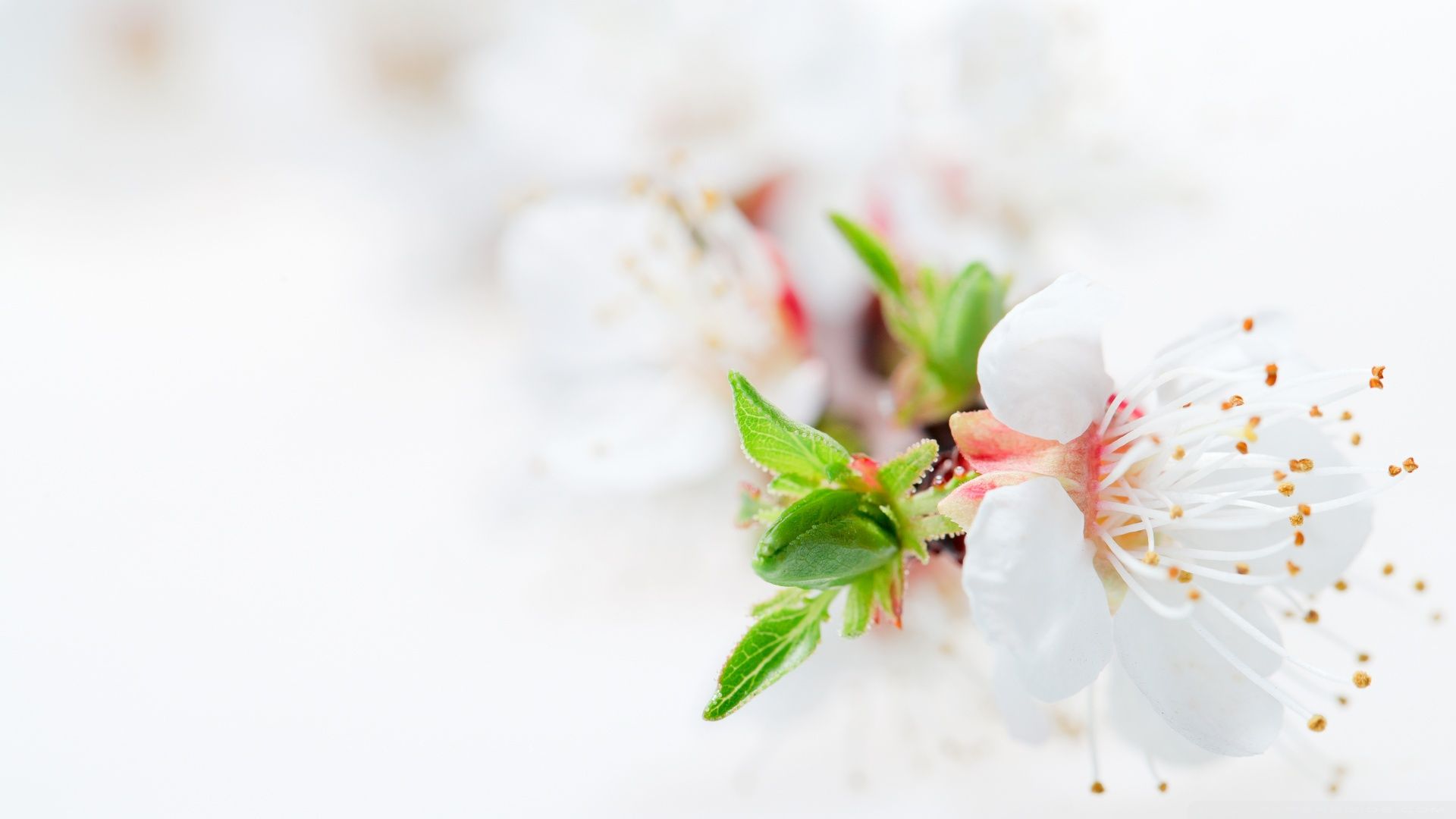 Fiori bianchi di ciliegio, 1920x1080 Full HD 1080p, PC Desktop