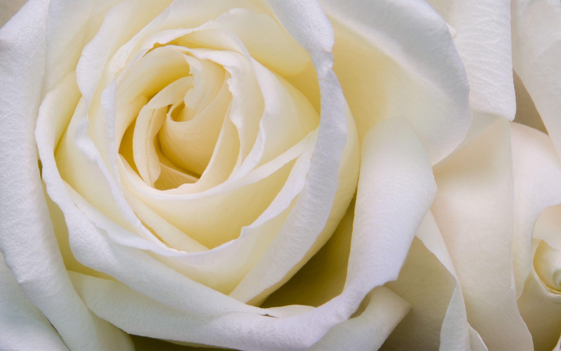 Rosa bianca in primo piano, 1920x1200 Full HD+, PC Desktop