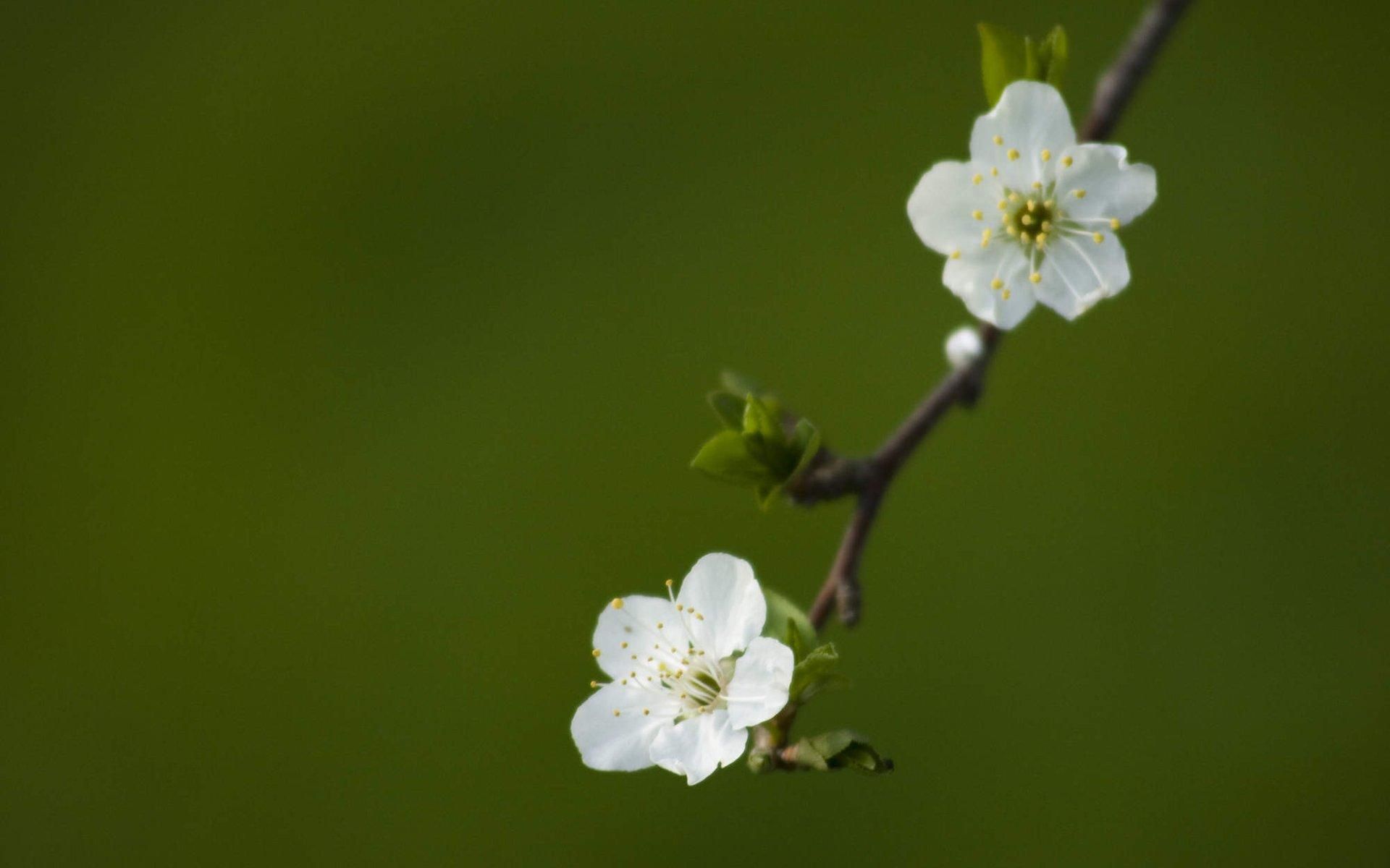 Fiori bianchi di ciliegio su ramo, 1920x1200 WUXGA, PC