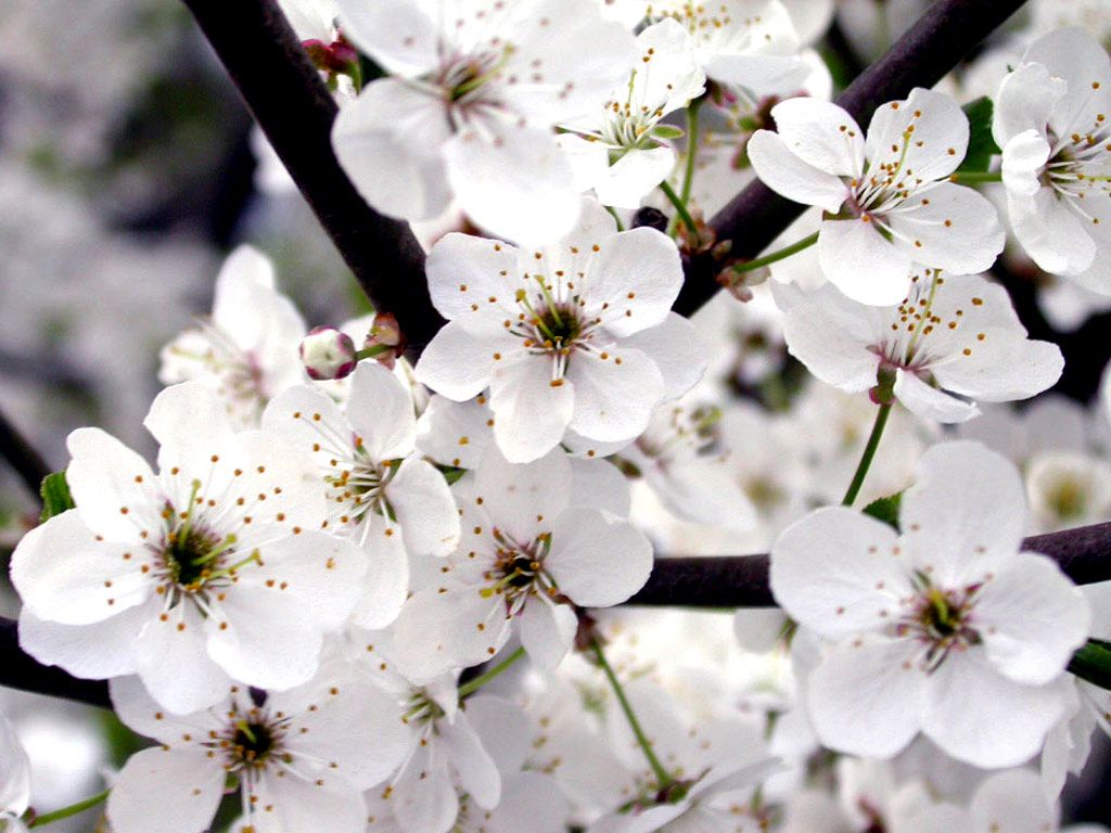 Fiori bianchi di ciliegio, 1024x768 HD, Monitor Gaming