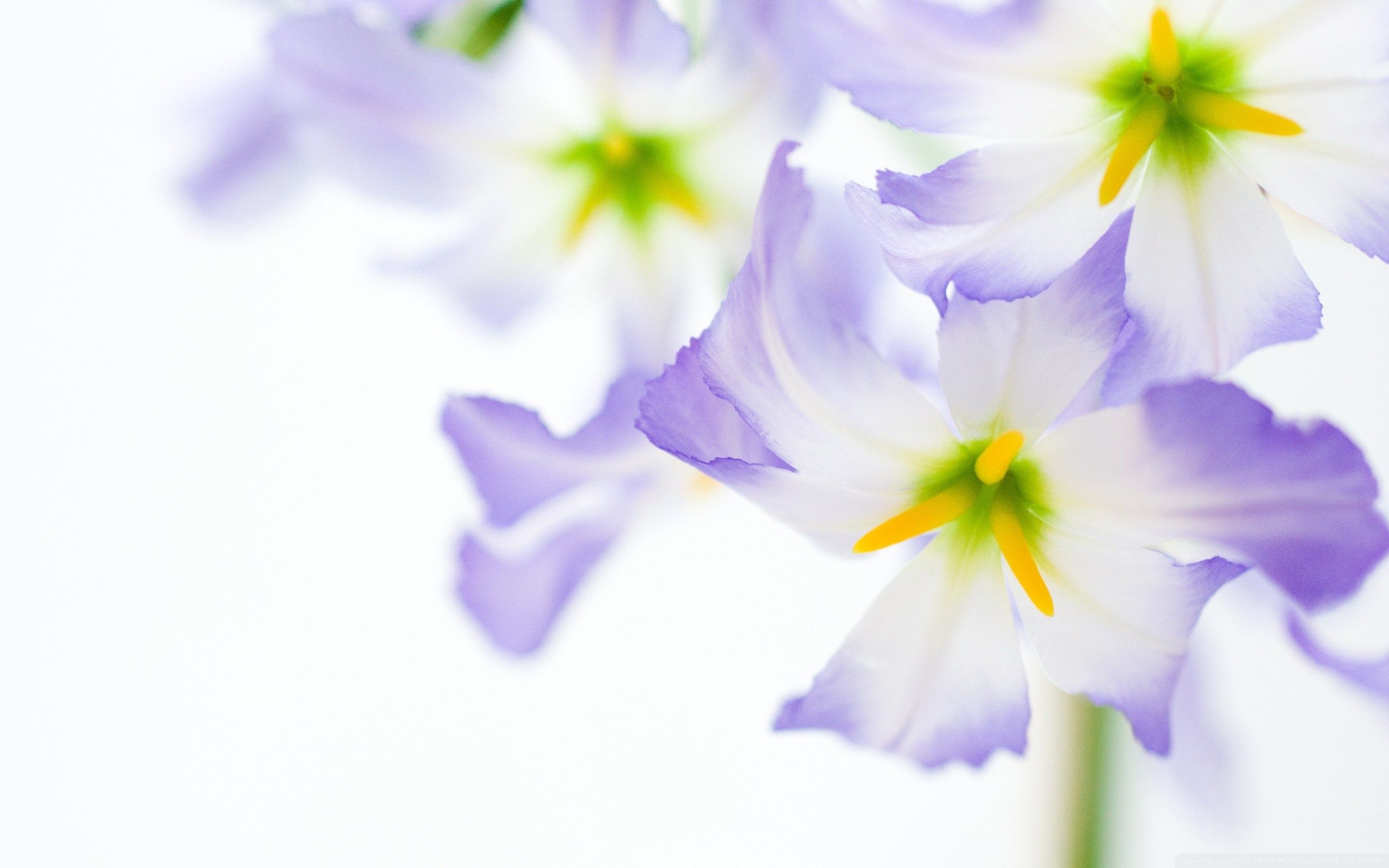 Fiori viola e bianchi, 2560x1600 2K+, PC Desktop