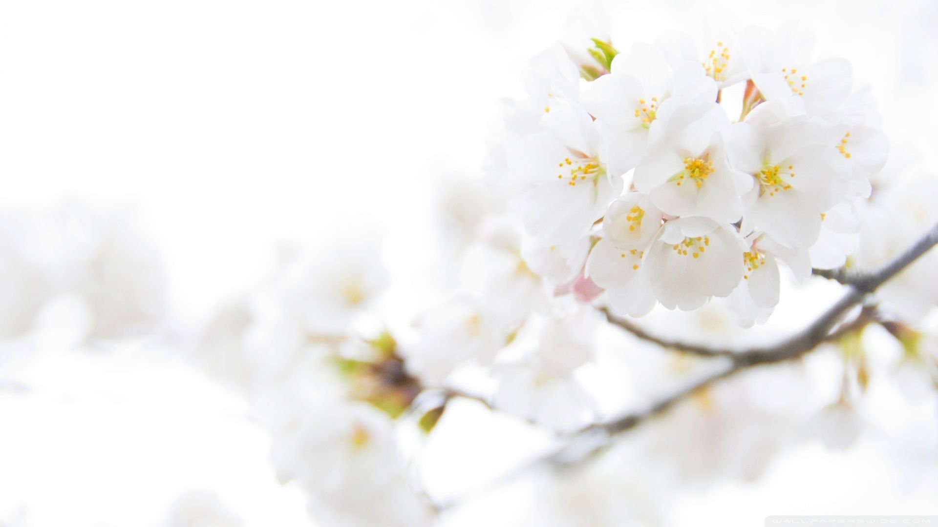 Fiori bianchi di ciliegio, 1920x1080 Full HD 1080p, Monitor Gaming