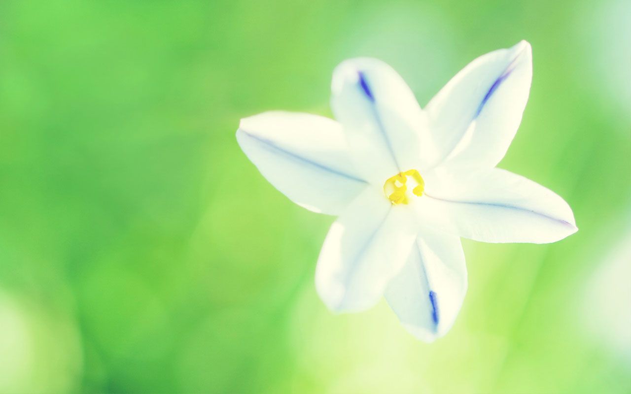 Fiore bianco su sfondo verde, 1280x800 HD, Desktop