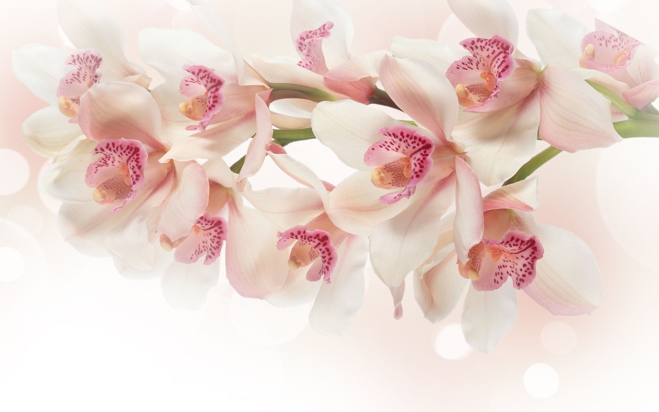 Orchidee bianco-rosa su ramo, 2560x1600 2K+, Monitor Gaming