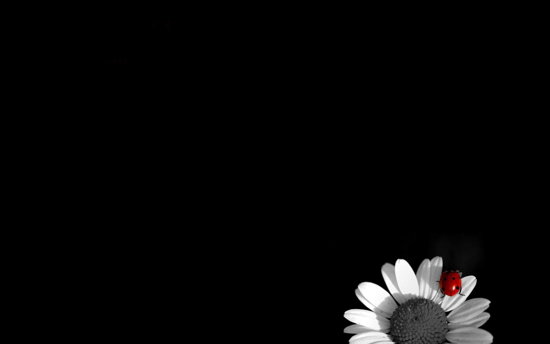 Peonie rosa in vaso, 2880x1620 WQXGA, PC