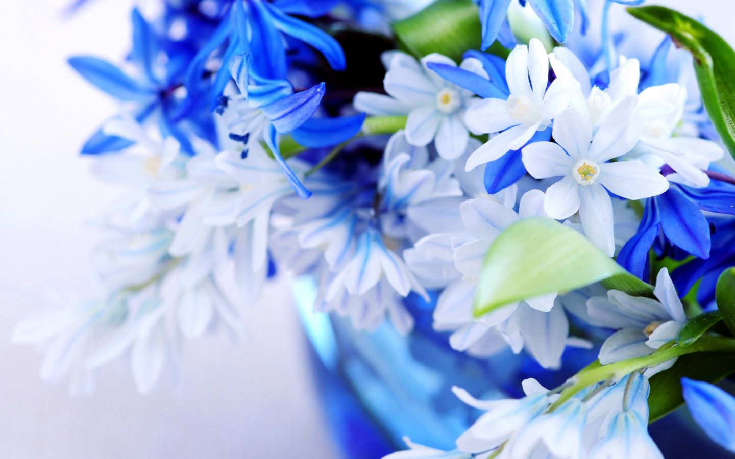 Fiori bianchi e blu in vaso, 1440x900 HD, Desktop