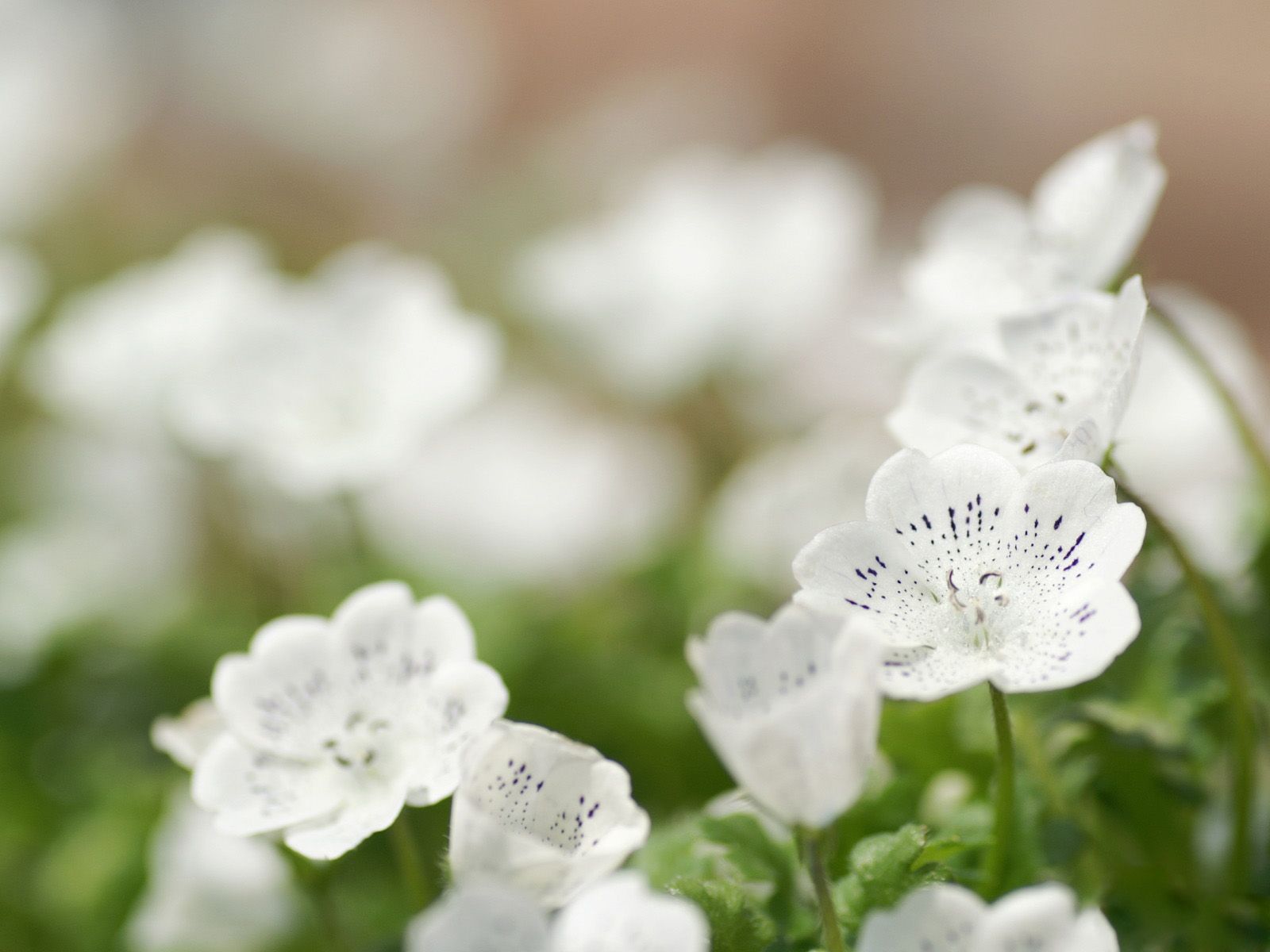 Fiori bianchi con scritta Focus, 1080x1920 Full HD Verticale, iPhone