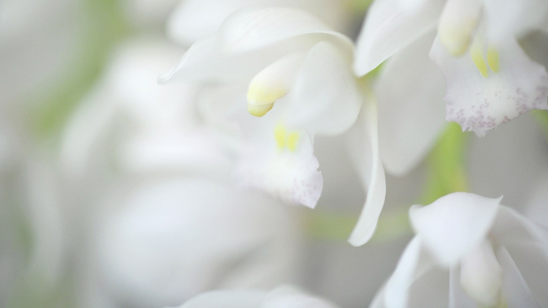 Fiori bianchi sfocati primo piano, 1920x1080 1080p, PC