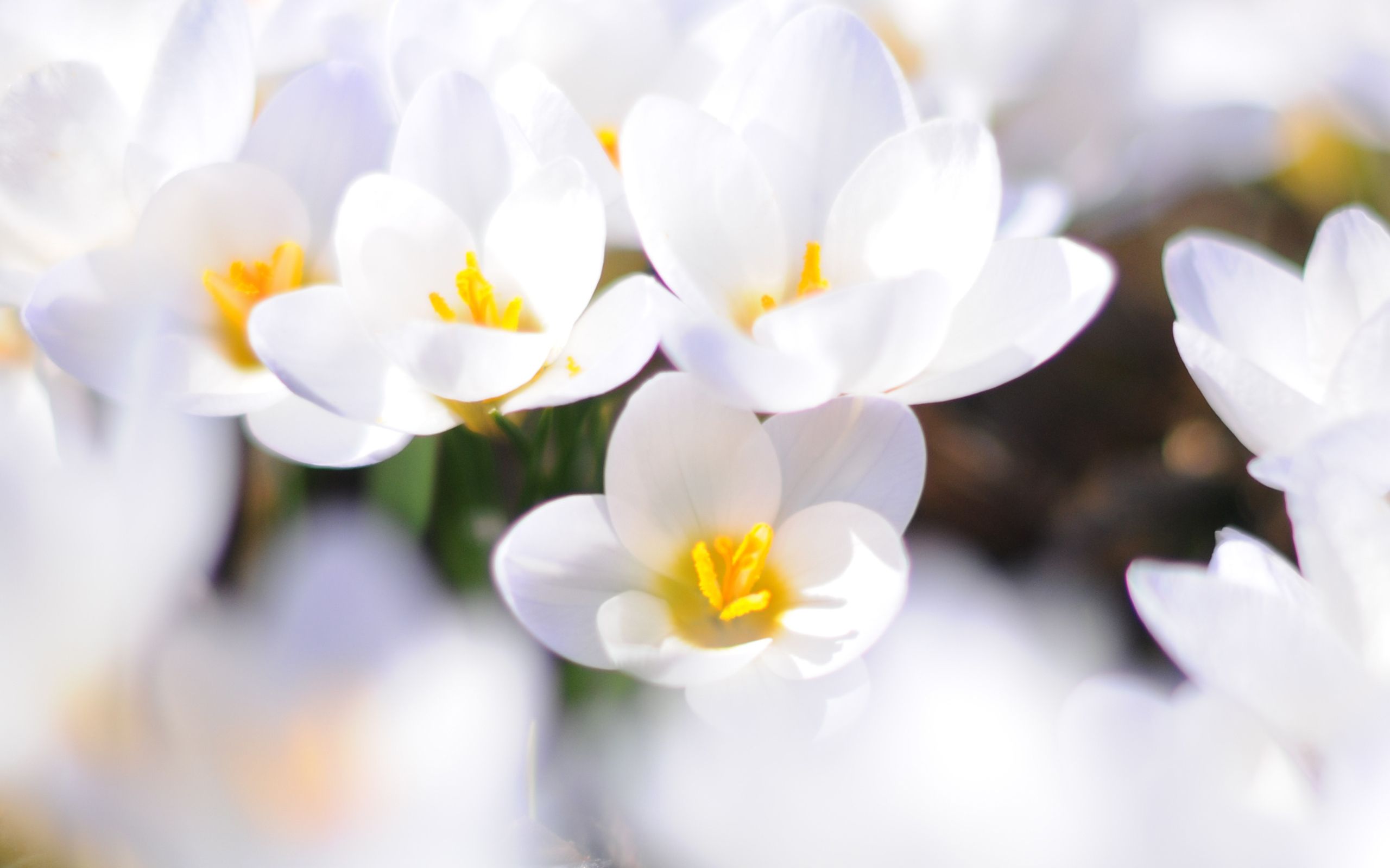 Crochi bianchi in fiore, 2560x1600 2K, Desktop