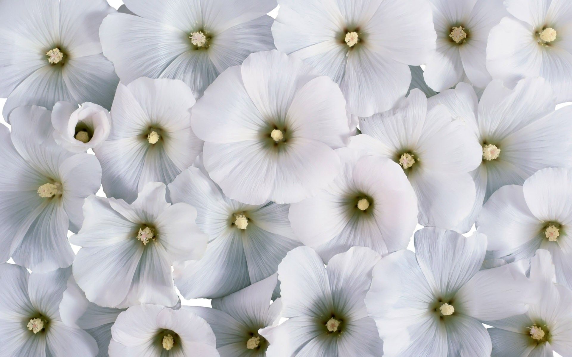 Fiori bianchi ravvicinati, 1920x1200 WUXGA, PC Desktop