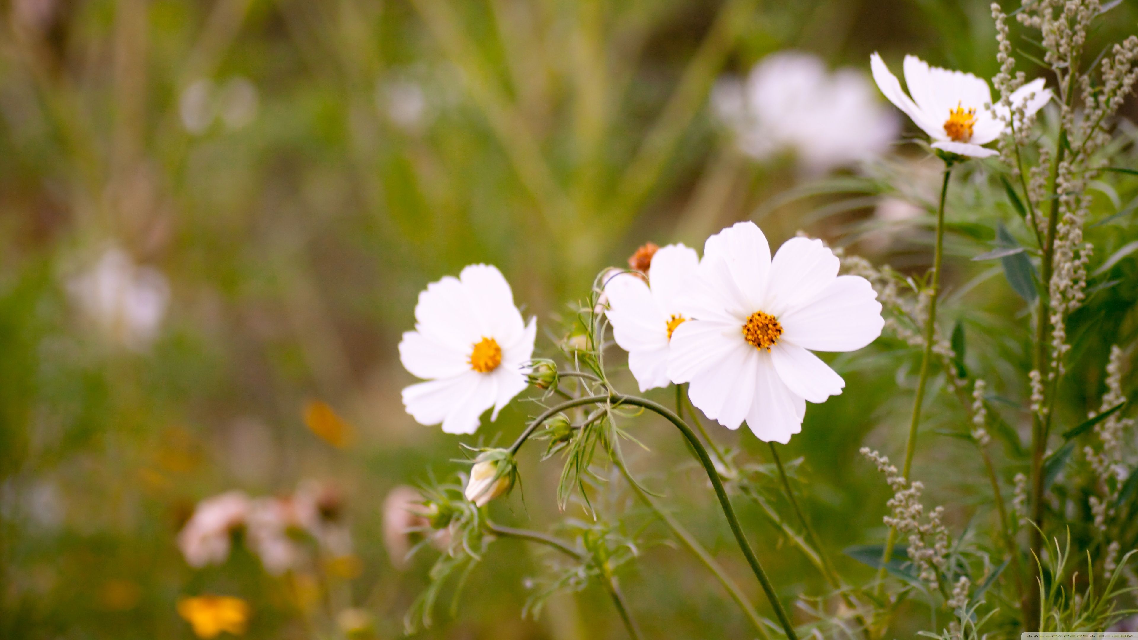 Fiori bianchi in campo, 1600x1200 HD, PC Desktop