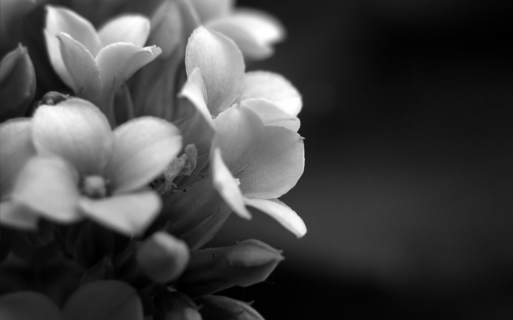 Fiori bianchi in bianco e nero, 1680x1050 900p, Monitor Gaming