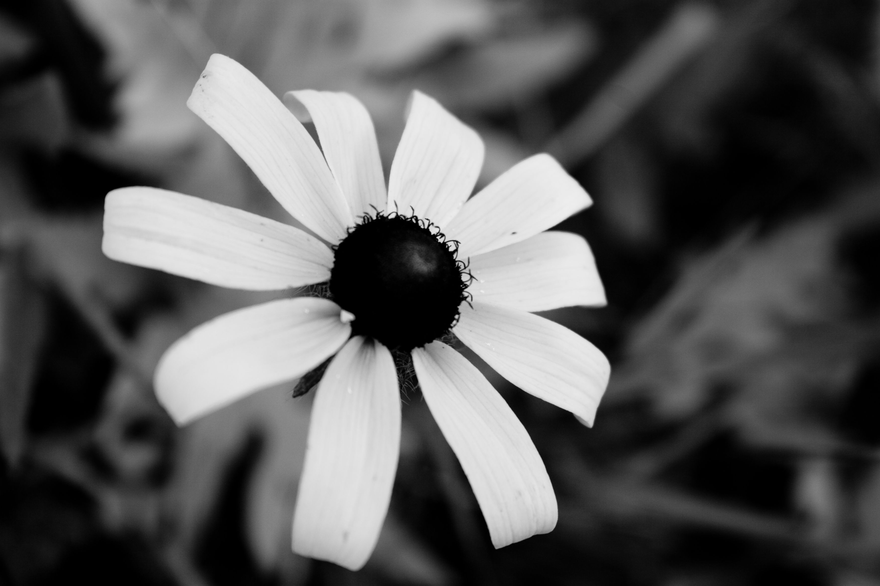 Fiore bianco e nero, 3504x2336 2K, PC Desktop