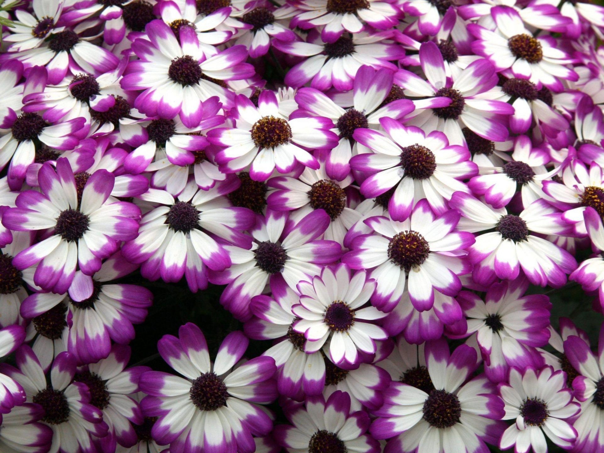 Fiori rosa cosmea, 3000x2000 2K+, PC