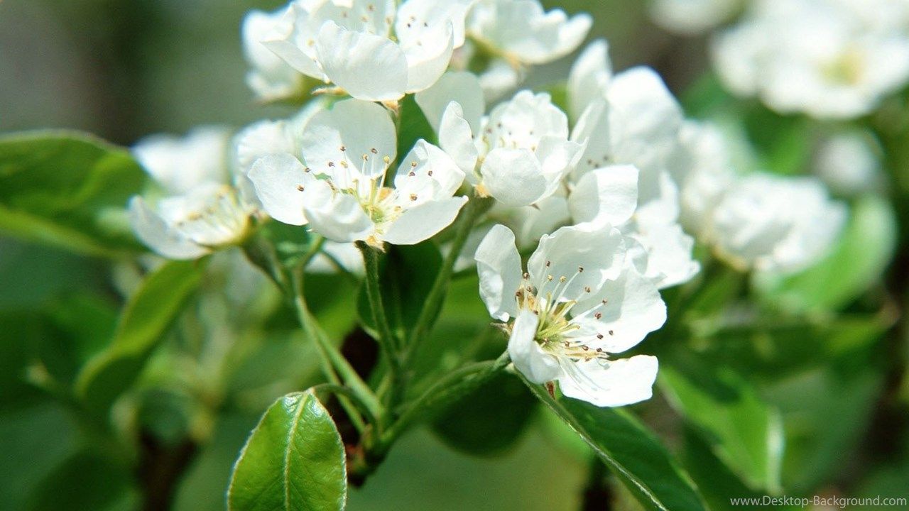 Fiori cineraria viola e bianchi, 1920x1440 Full HD+, Monitor Gaming