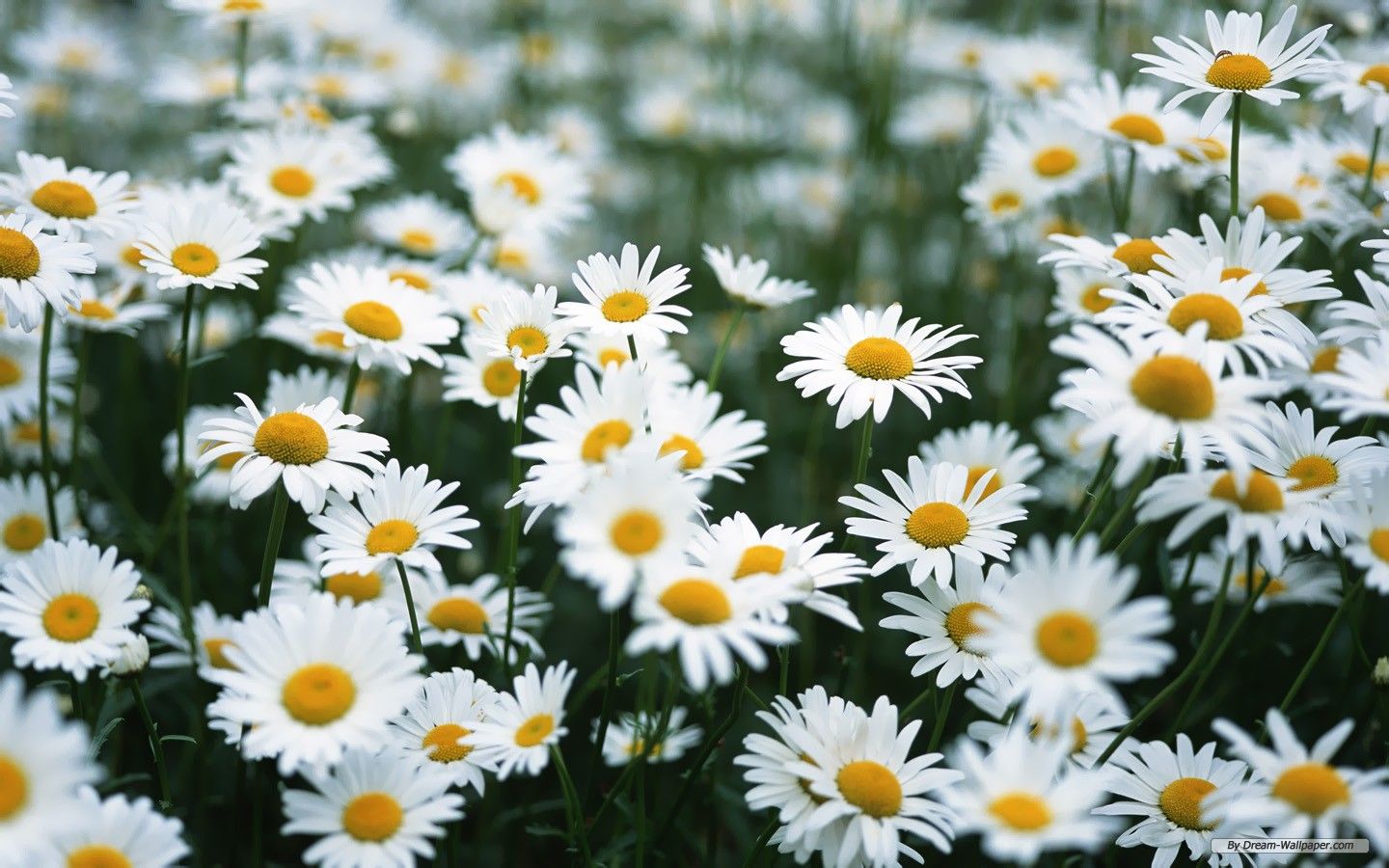 Fiori bianchi piccoli sfondo verde, 1280x800 HD, PC Desktop