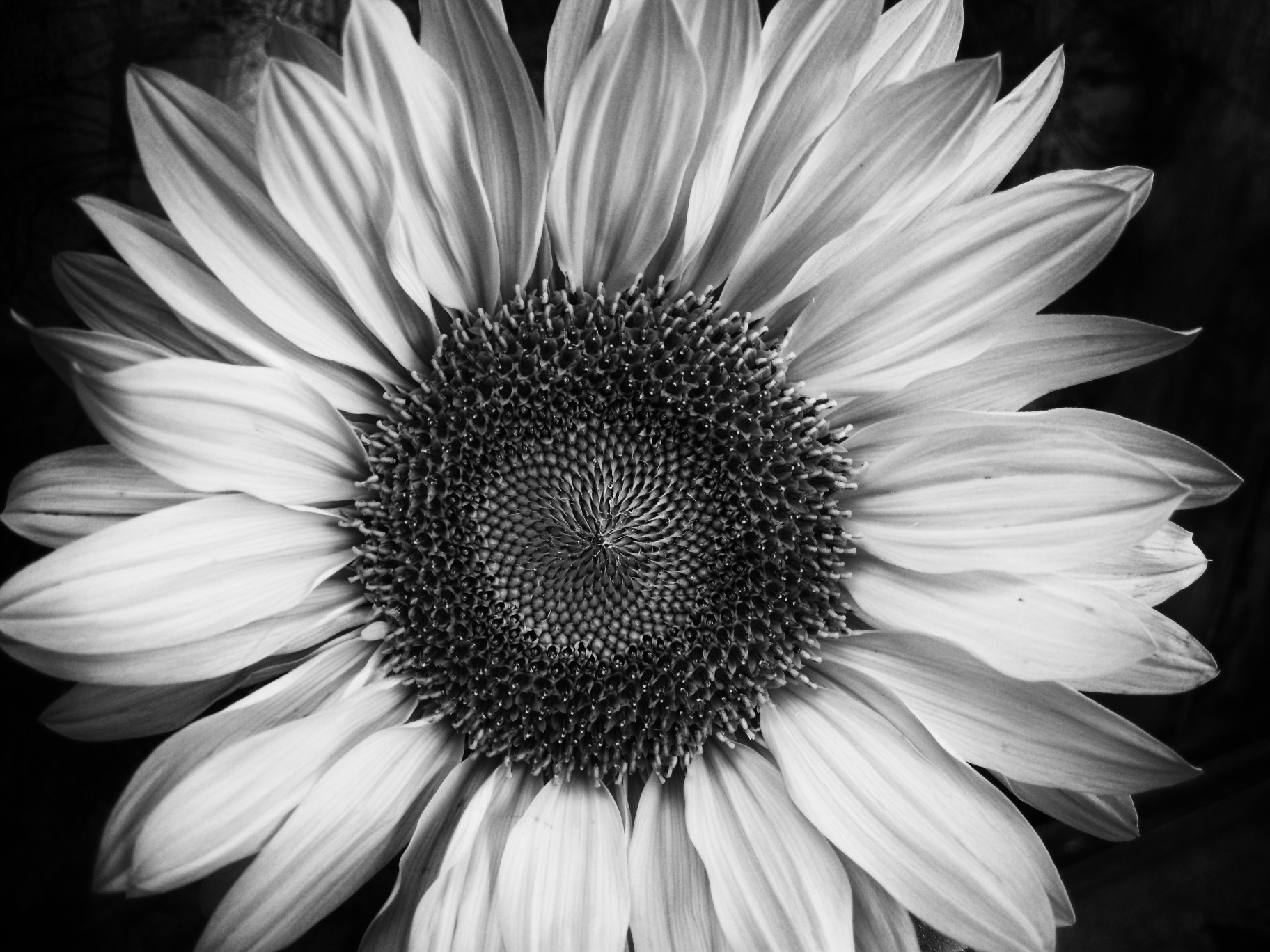 Girasole in bianco e nero, 1824x1368 HD, PC Desktop