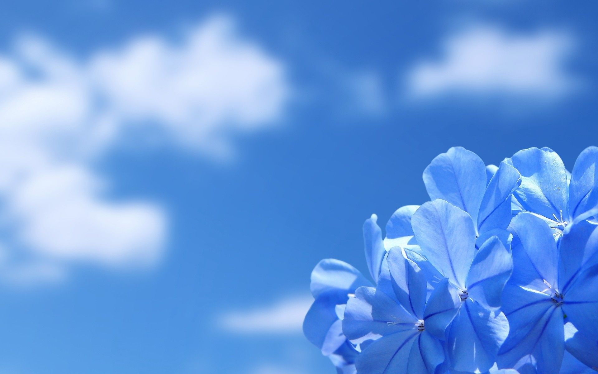 Fiori azzurri con cielo, 1920x1200 WUXGA, PC