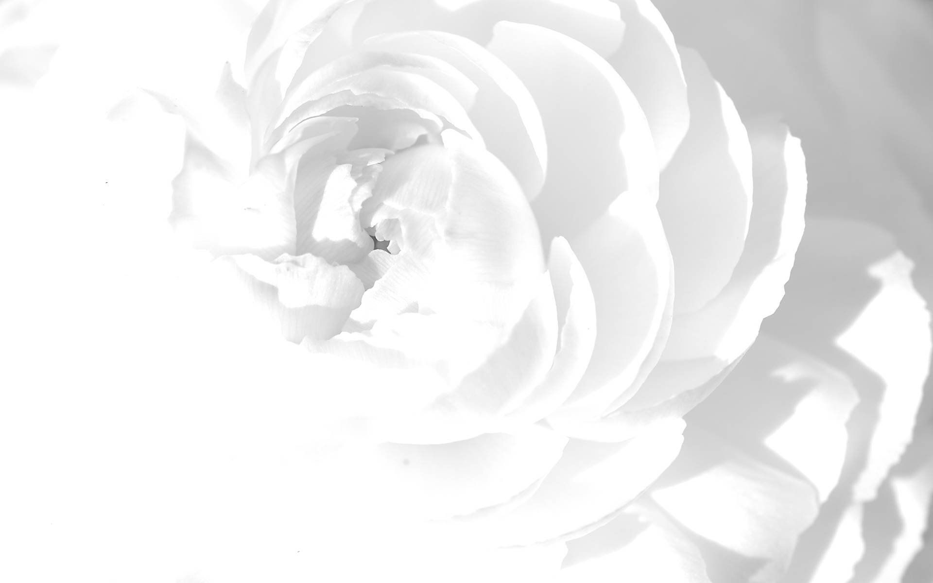 Fiori di cosmea rosa e bianchi, 1920x1080 1080p, PC