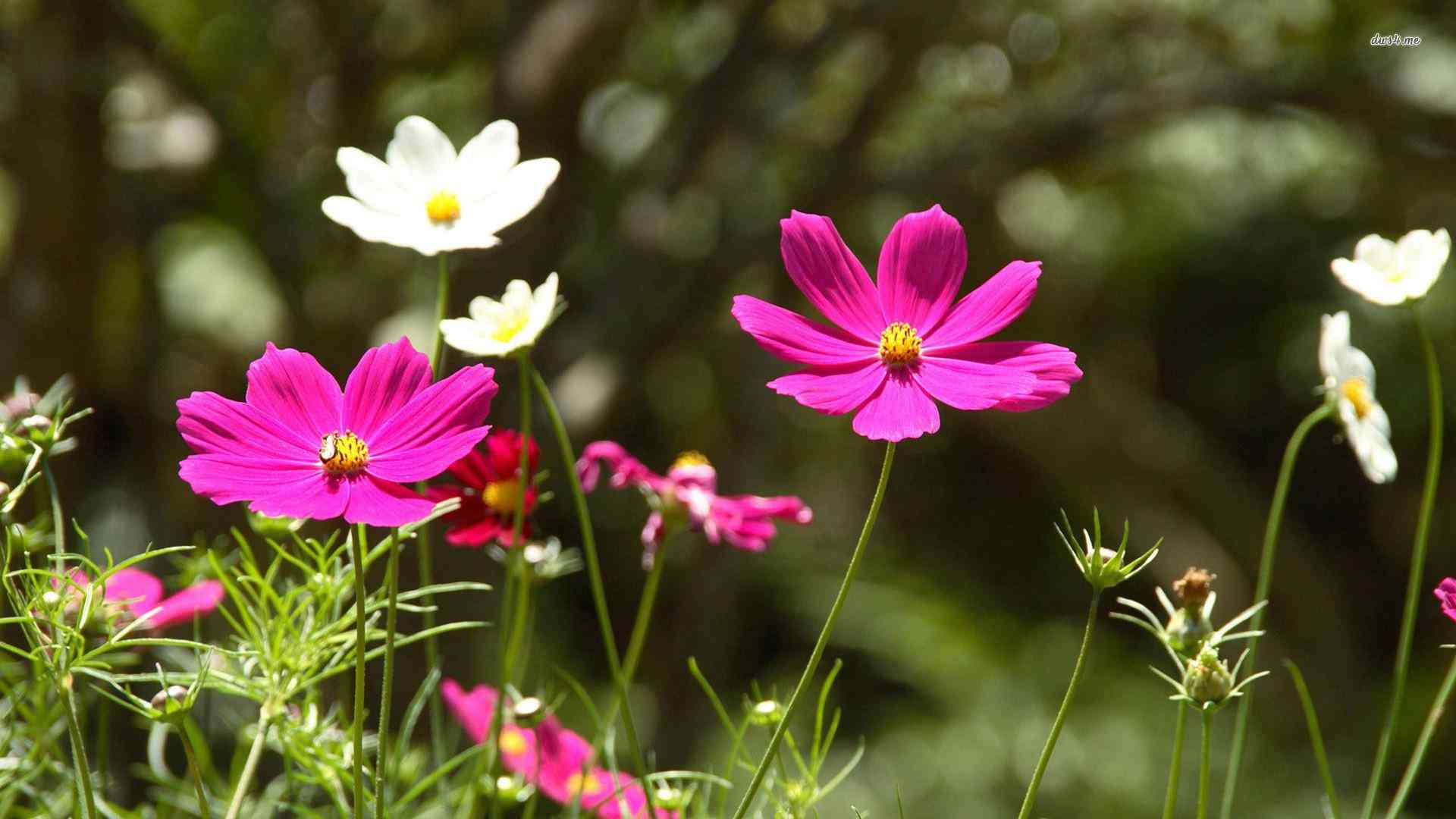 Fiori bianchi e blu piccoli, 1920x1200 WUXGA, Desktop