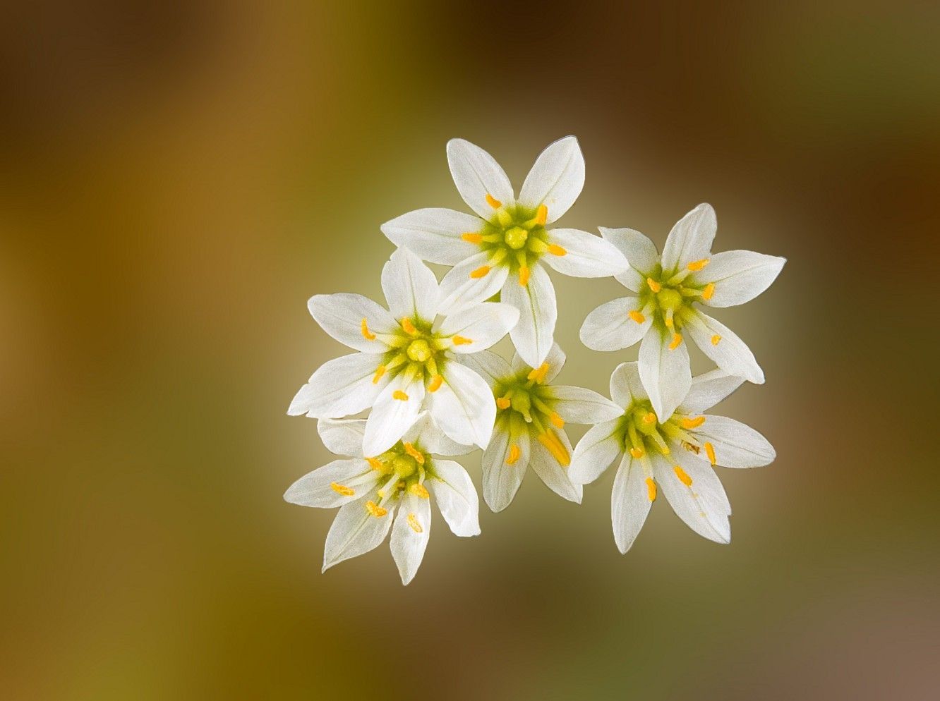 Fiori di ciliegio bianchi primaverili, 2560x1440 2K QHD, Monitor Gaming