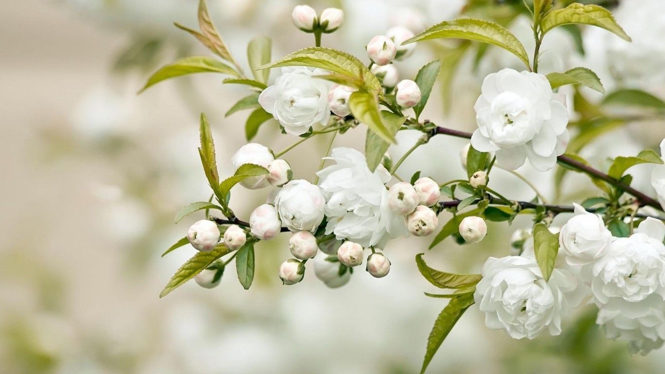 Fiori bianchi su ramo, 1366x768 720p, PC