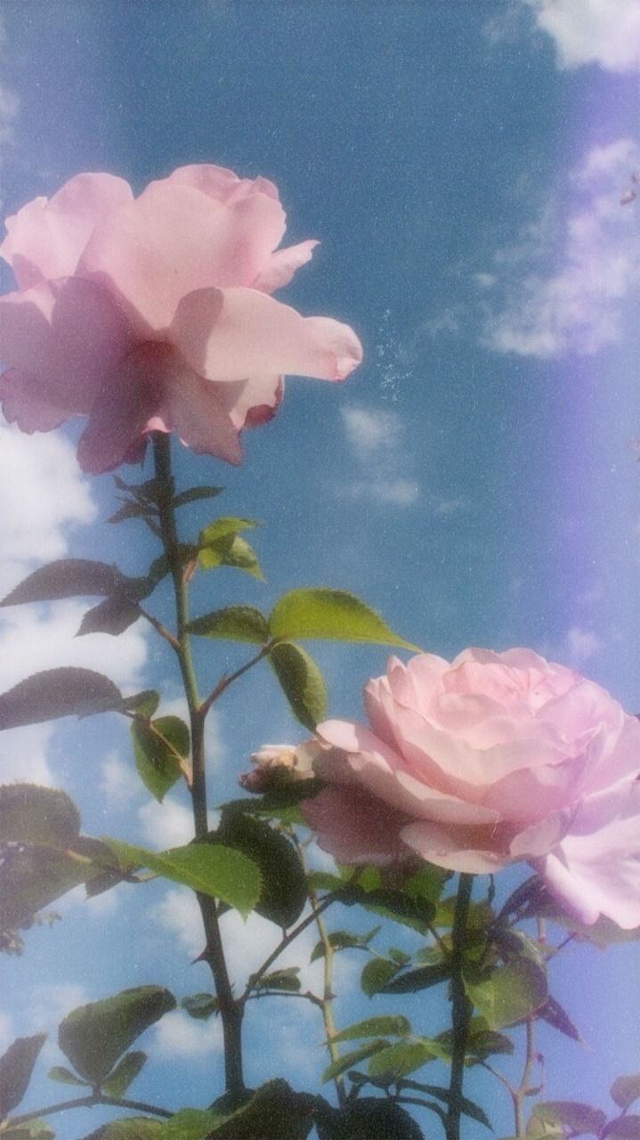 Rose rosa contro cielo azzurro, 719x1280 Full HD Verticale, iPhone