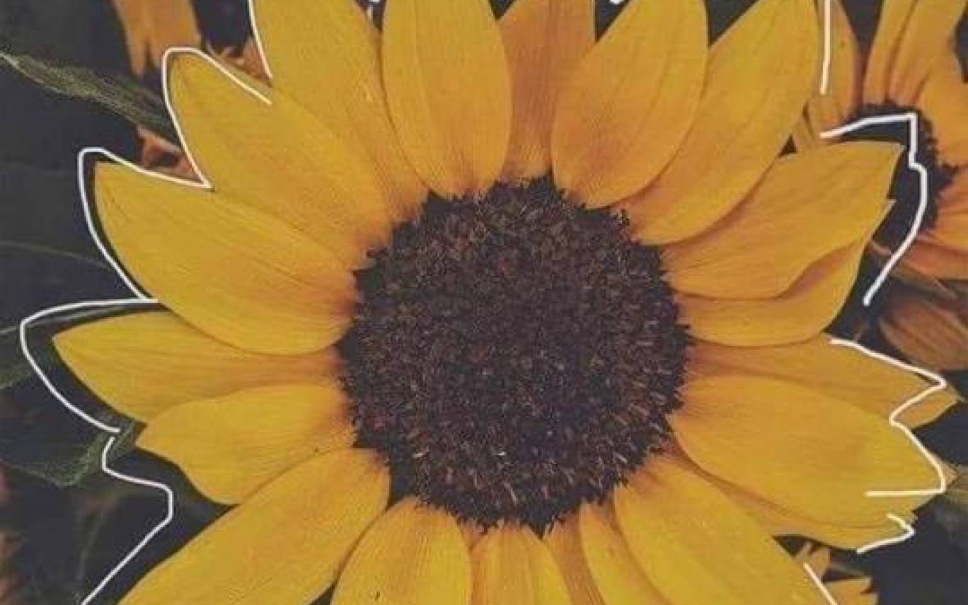Girasole giallo con contorno bianco, 1368x855 HD, Notebook Gaming