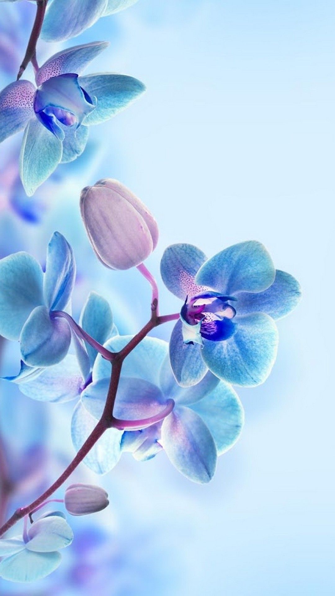 Orchidee blu su sfondo chiaro, 1080x1920 Full HD Verticale, Smartphone