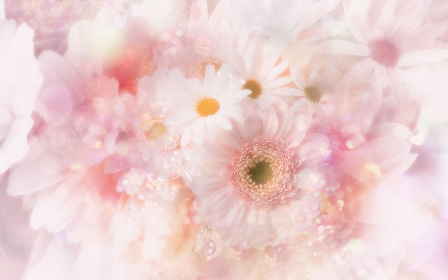 Fiori rosa pastello sfocati, 1440x900 HD, Desktop