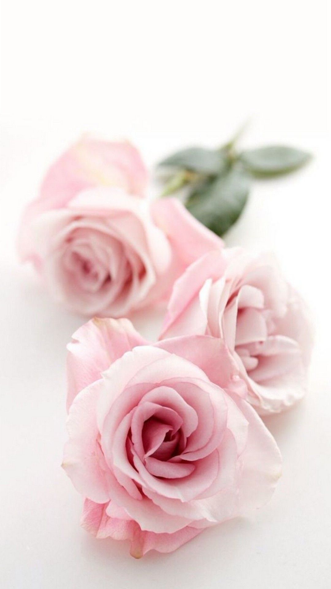 Rose rosa pastello, 1080x1920 Verticale, Mobile