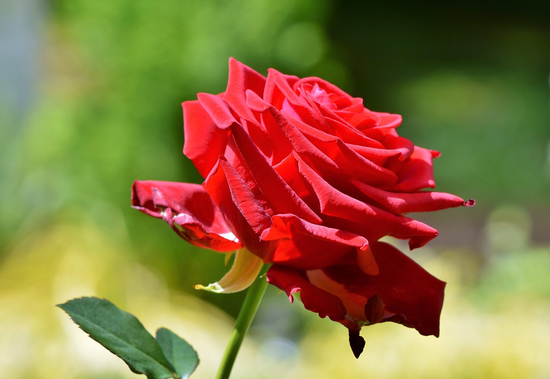 Rosa rossa singola, 1920x1323 WUXGA, Laptop