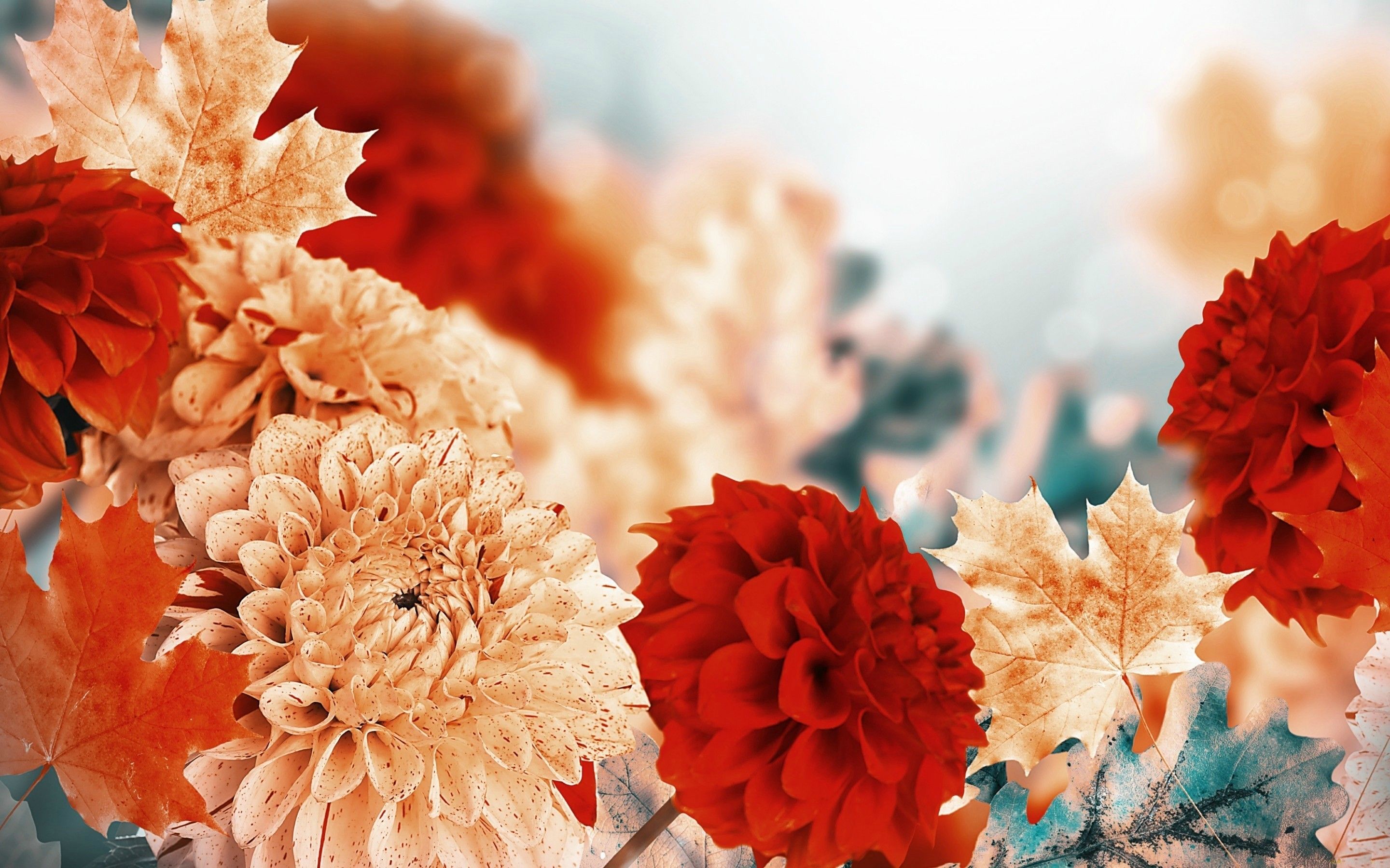 Fiori autunnali crisantemi rossi arancioni, 2880x1800 2K, Laptop