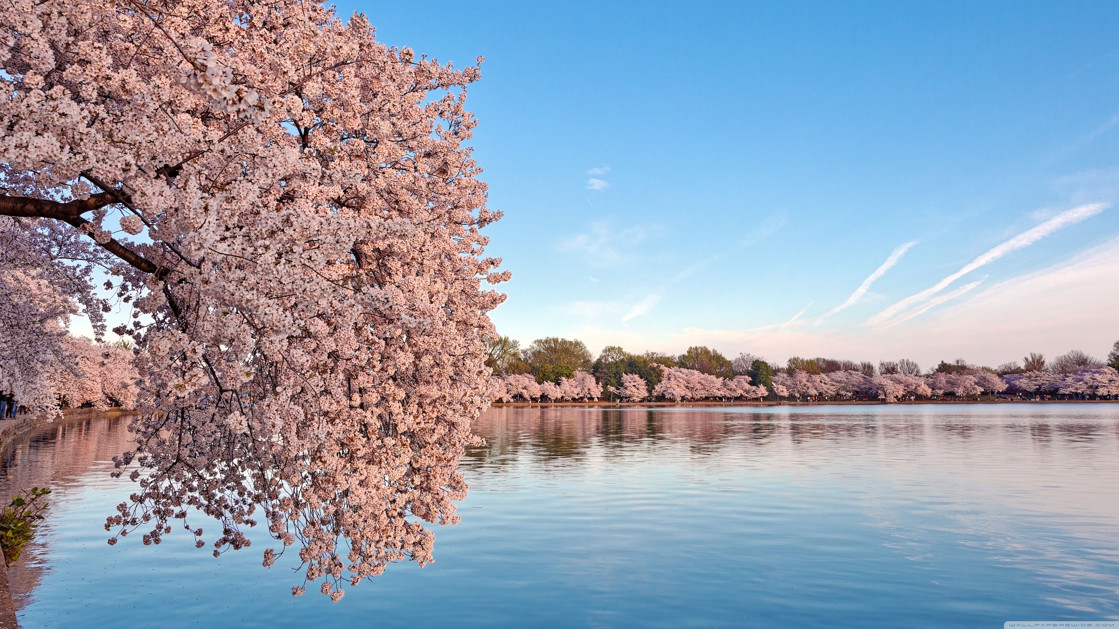 Fiori di ciliegio sul lago, 3840x2160 Ultra HD, PC