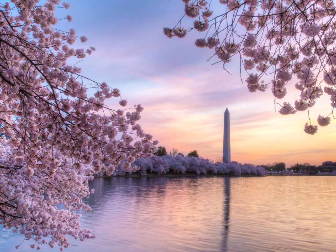 Monumento Washington fiori ciliegio, 1280x960 HD, PC Desktop